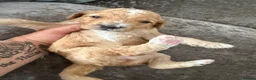 Australian Labradoodle dogs for sale: Outstanding 5 🌟🌟 Australian labradoodle litter  - Advert 28