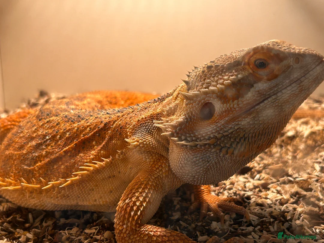 Bearded Dragon reptiles for sale: Bearded dragon for rehome.  in Dunmow - Advert 3