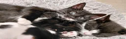 Mixed Breed cats for sale: 6 Tuxedo Kittens for Sale Black & White, Ready  - Advert 3