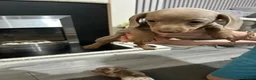 Miniature Dachshund dogs for sale: Beautiful Miniature Dachshund Puppies  in Cardiff - Advert 7