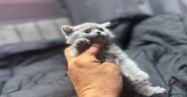 British Shorthair cats - Advert 9