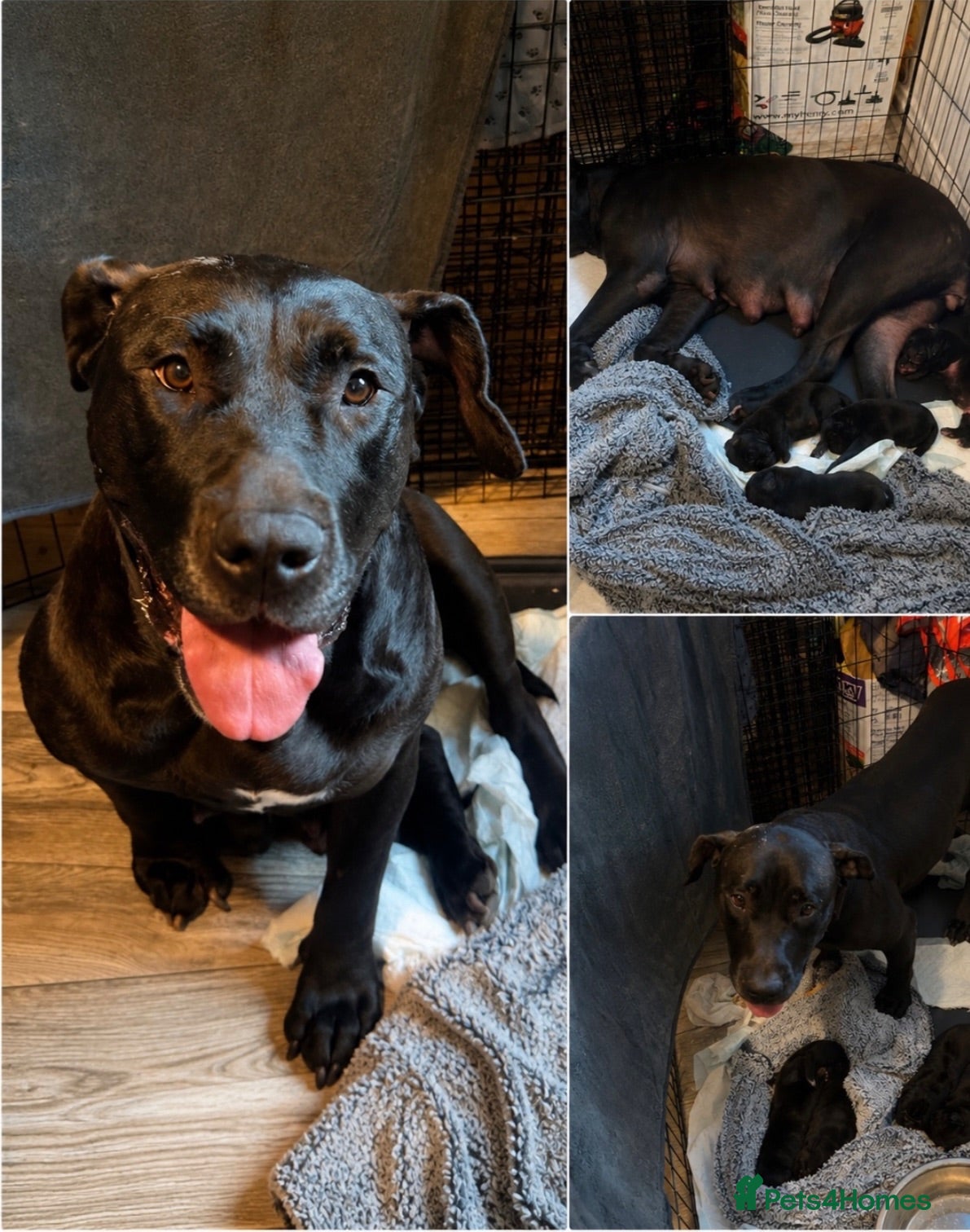 Presa Canario dogs Beautiful Full Pedigree Brindle Presa Canario 🐾 - Advert 3