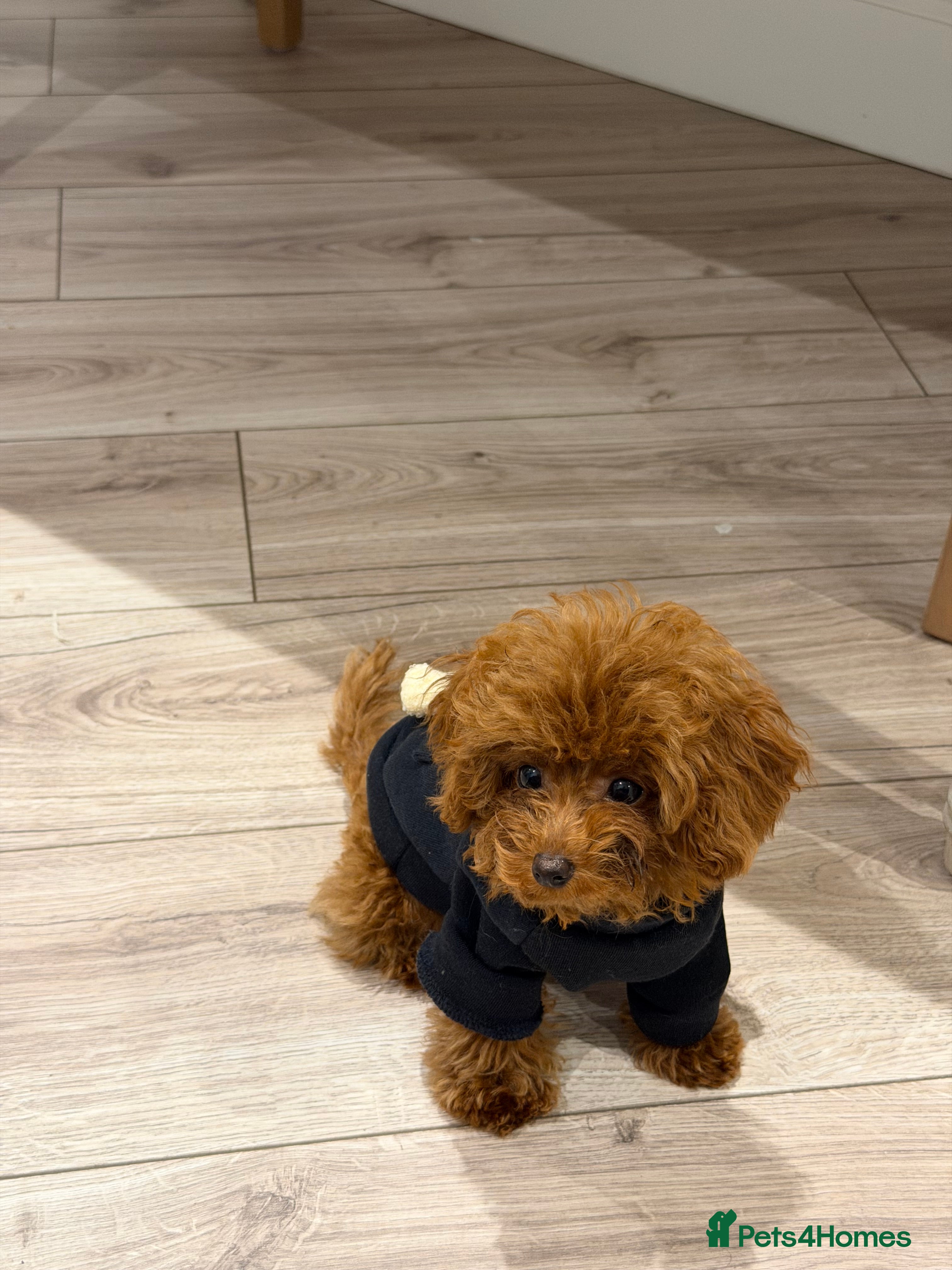 Toy Poodle dogs Stunning Asian toy poodle - Advert 1