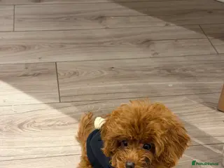 Toy Poodle dogs Stunning Asian toy poodle - Advert 5