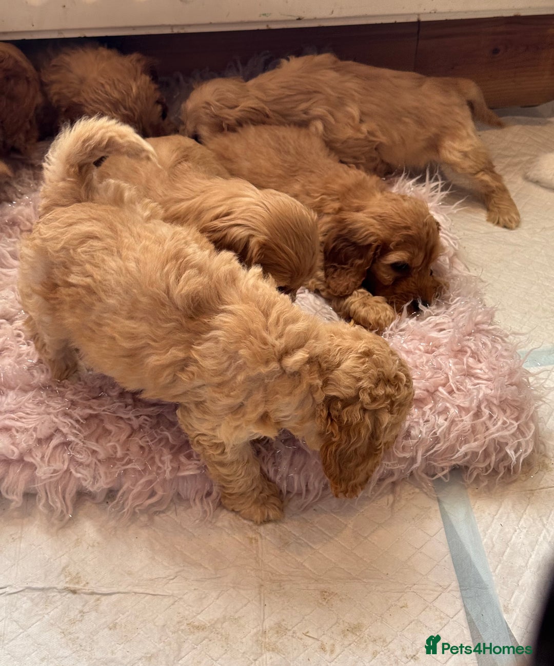 Cockapoo dogs for sale: MINIATURE COCKAPOO PUPPIES RUBYS & GOLDEN  - Image 5