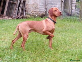 Hungarian Vizsla dogs Proven Hungarian Vizsla Stud Dog in Badminton - Advert 6