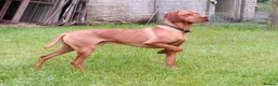 Hungarian Vizsla dogs for stud: Proven Hungarian Vizsla Stud Dog in Badminton - Advert 1