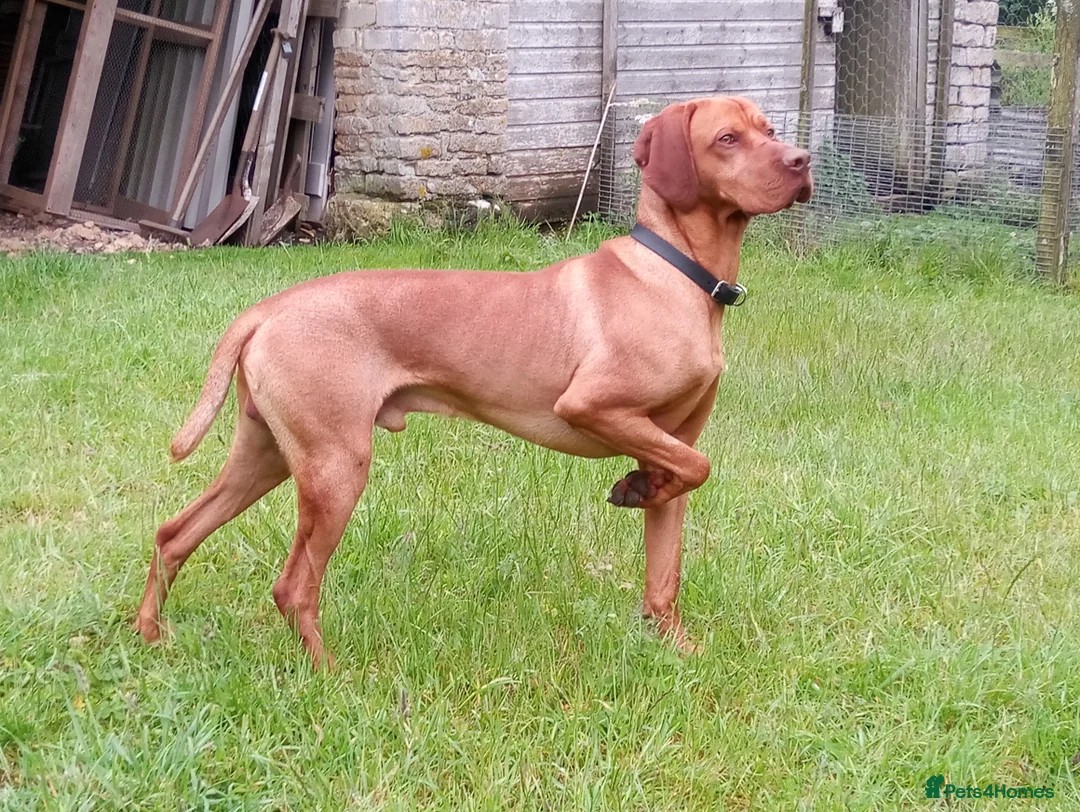 Hungarian Vizsla dogs for stud: Proven Hungarian Vizsla Stud Dog in Badminton - Advert 1