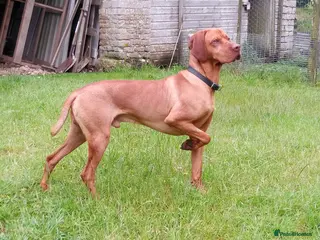 Hungarian Vizsla dogs Proven Hungarian Vizsla Stud Dog in Badminton - Advert 4