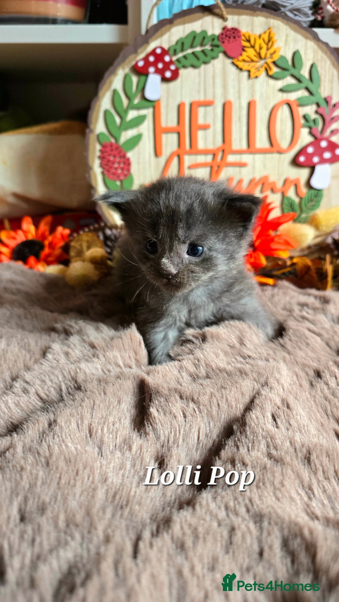 Maine Coon cats for sale: Stunning Xl Mainecoon Kittens  - Image 14
