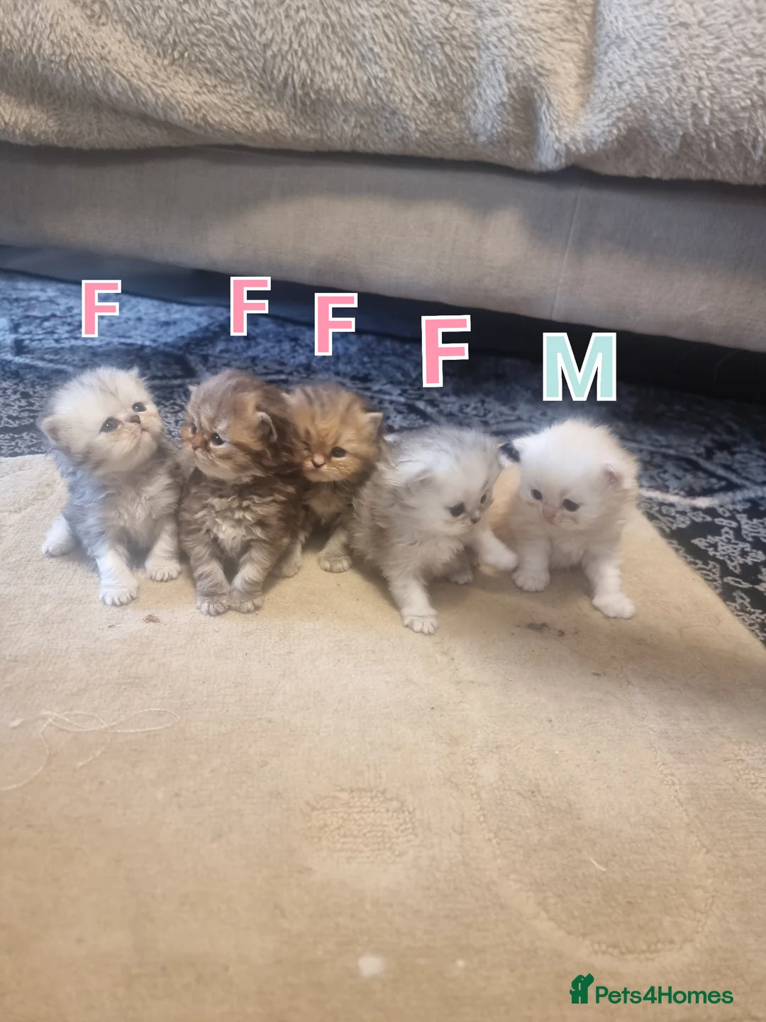 Persian cats for sale: Beautiful Persian Kittens Ready for Loving Homes in London - Advert 1