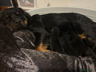 Rottweiler dogs *** Pedigree Rottweiler puppies*** - Advert 3