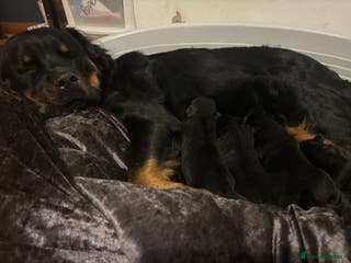 Rottweiler dogs *** Pedigree Rottweiler puppies*** - Advert 1