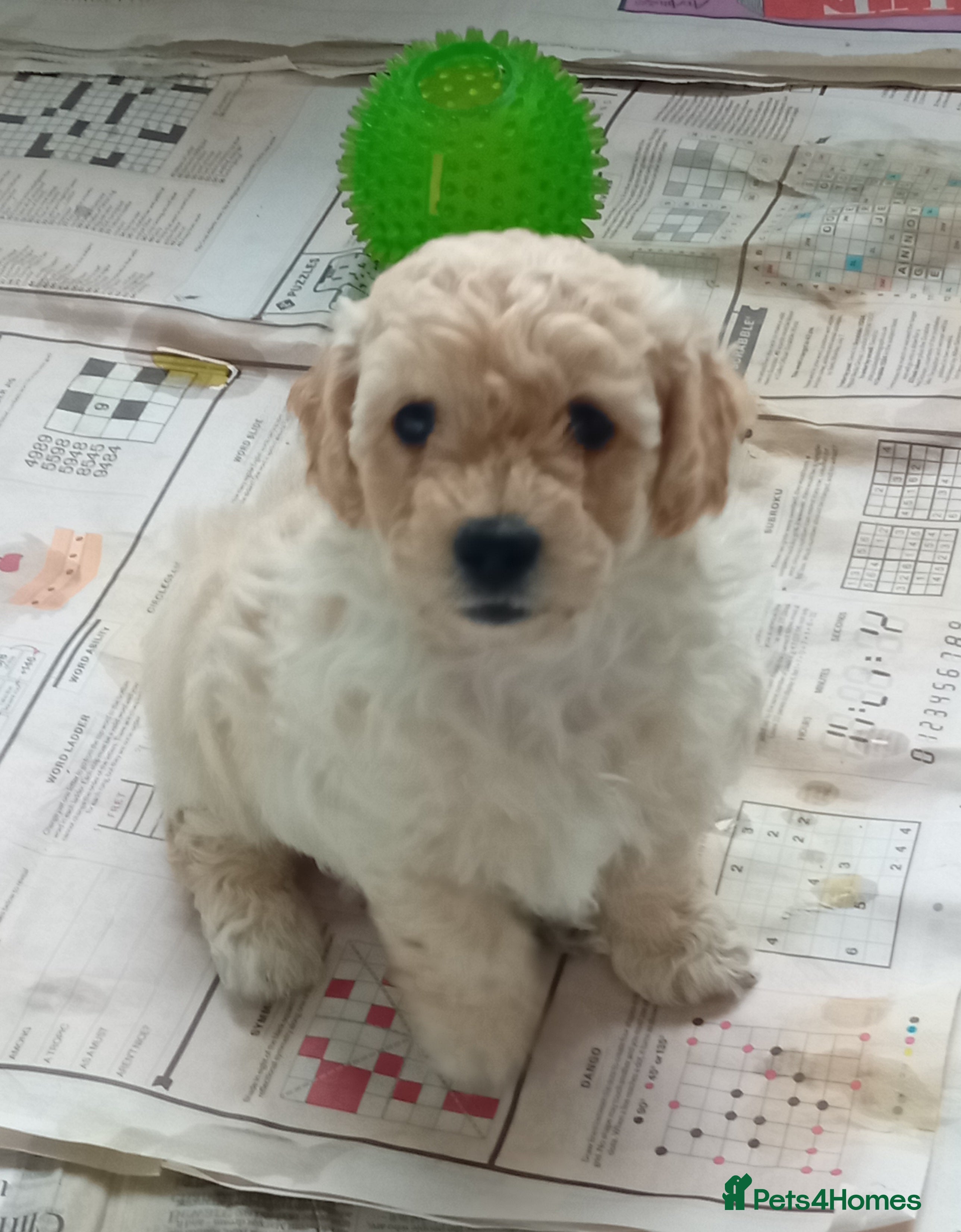 Goldendoodle dogs Adorable Miniature Double Doodle puppies  - Advert 4
