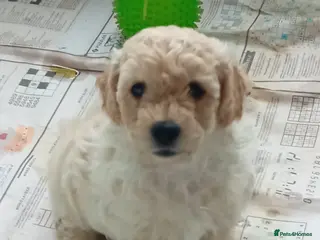 Goldendoodle dogs Adorable Miniature Double Doodle puppies - Advert 4