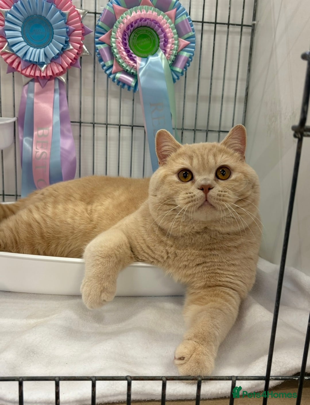 British Shorthair cats for sale: Lovely BSH  - Advert 23