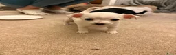 Chihuahua dogs for sale: Adorable chihuahua puppies  in Liverpool - Advert 13