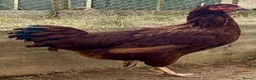 Chickens poultry for sale: Rhode Island Red - Advert 4