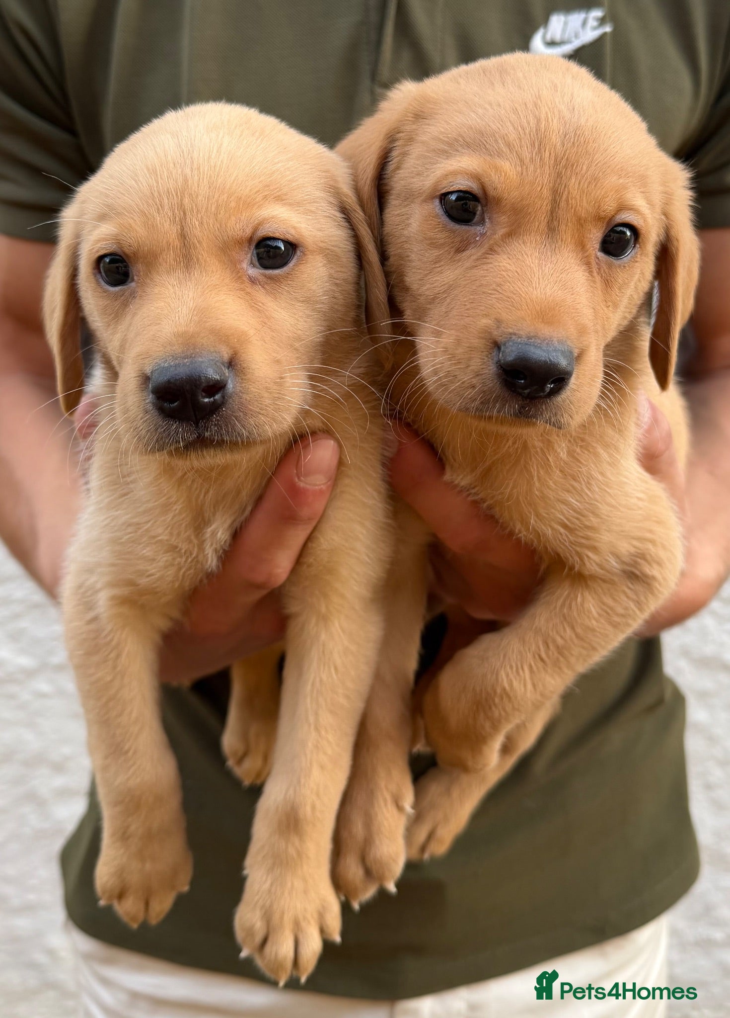 Labrador Retriever dogs Labrador puppies  - Advert 2