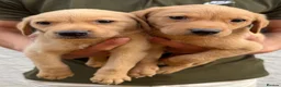 Labrador Retriever dogs for sale: Labrador puppies ready to go  - Advert 1