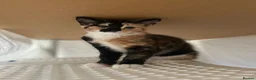 Domestic Shorthair cats for sale: Selling domestic kittens (calico kittens) in Livingston - Advert 4