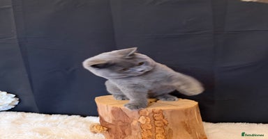 British Shorthair cats - Advert 2