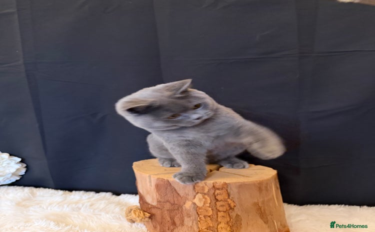 British Shorthair cats - Advert 7