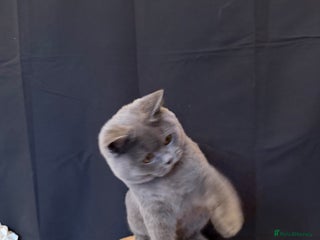 British Shorthair cats - Advert 1