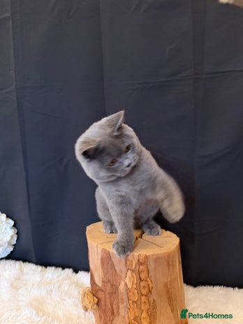 British Shorthair cats - Advert 7
