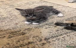 British Shorthair cats for sale: Beautiful cats  - Image 6