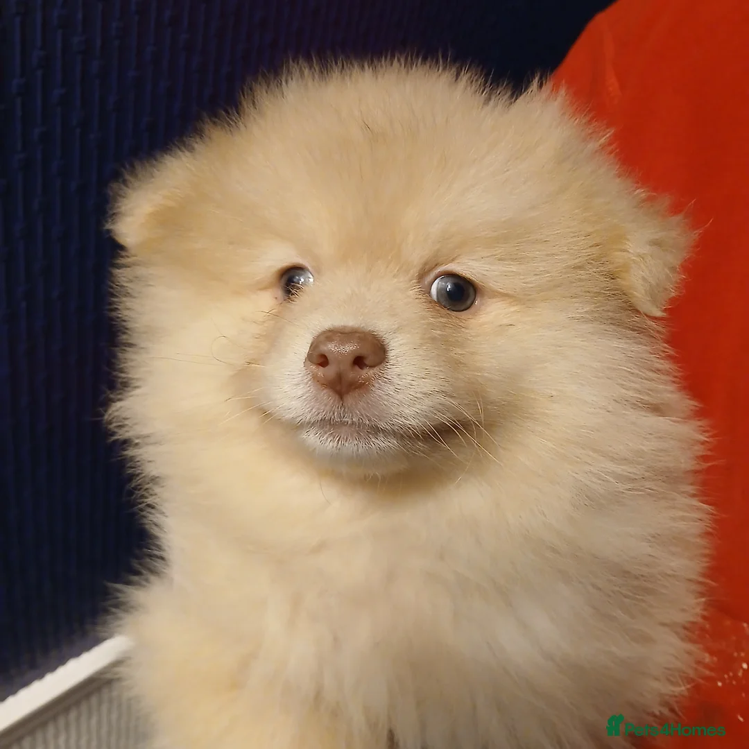 Pomeranian dogs for sale: KC Pomeranian puppies  - Advert 1