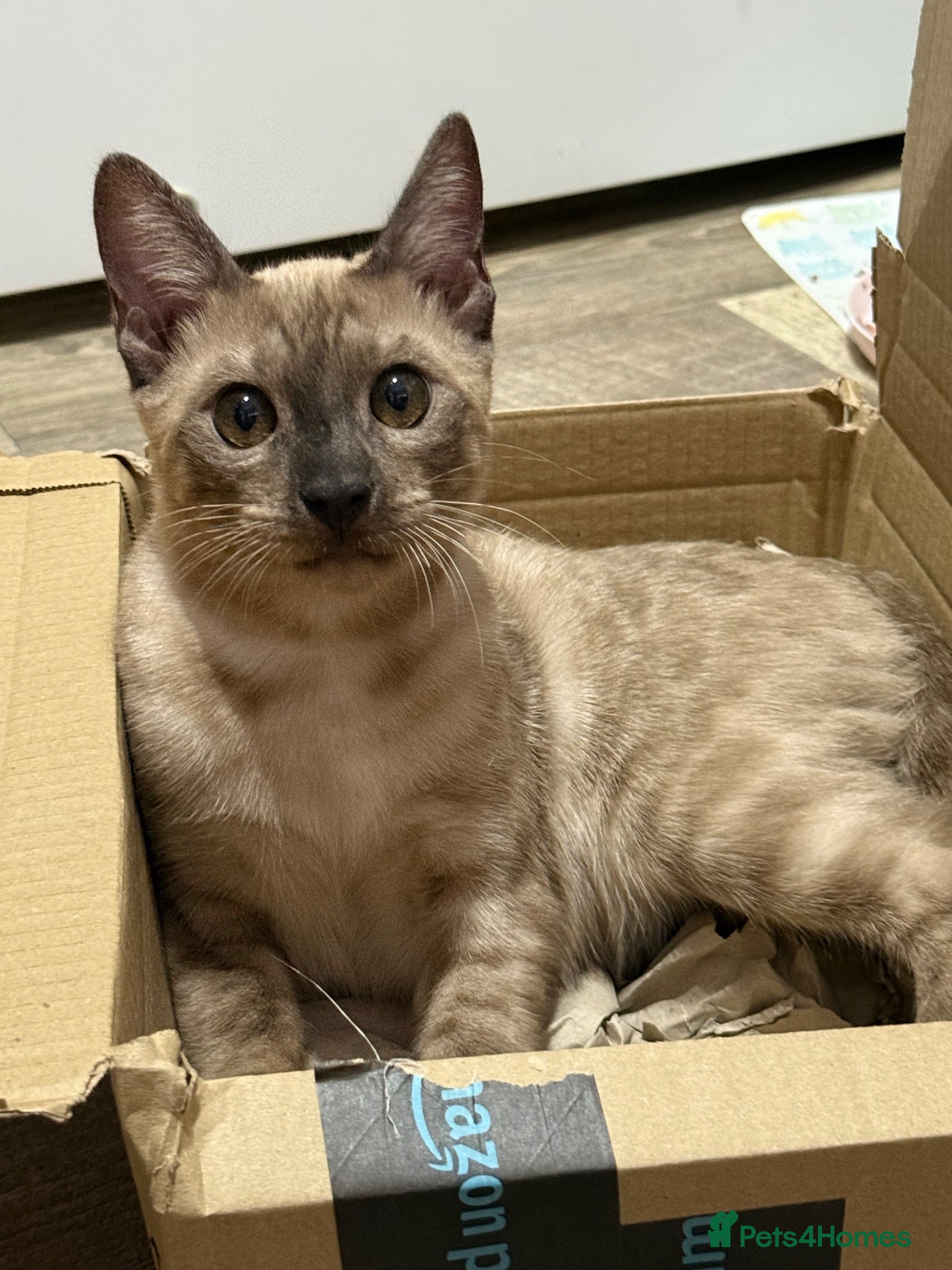 Bengal cats Seal Solid Silver Mink Bengals ❤️ - Advert 1