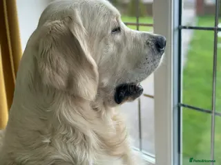 Golden Retriever dogs KC DNA tested white Boy avialable for Stud - Advert 19