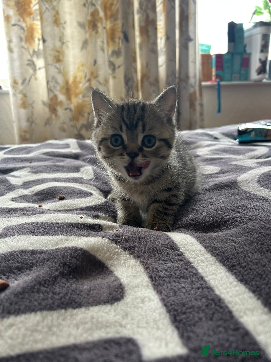 British Shorthair cats for sale: British shorthair kittens  - Image 38