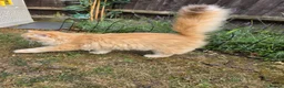 British Longhair cats for sale: British Longhair WCF Champion Kittens ⭐  - Advert 17