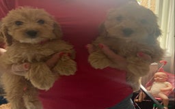 Cockapoo dogs for sale: STUNNING F1 COCKAPOO PUPPIES  - Image 18