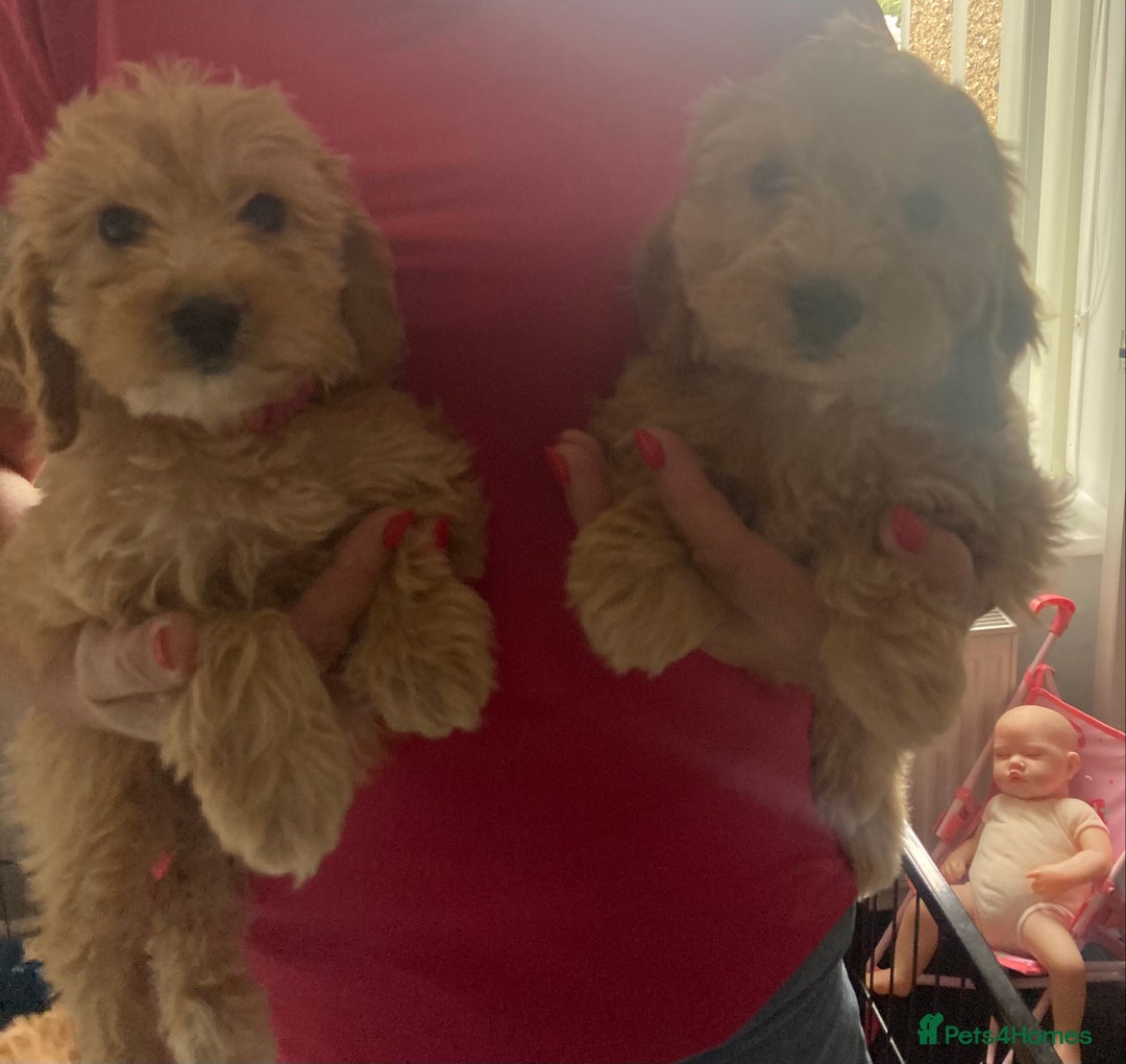 Cockapoo dogs for sale: STUNNING F1 COCKAPOO PUPPIES  - Image 18