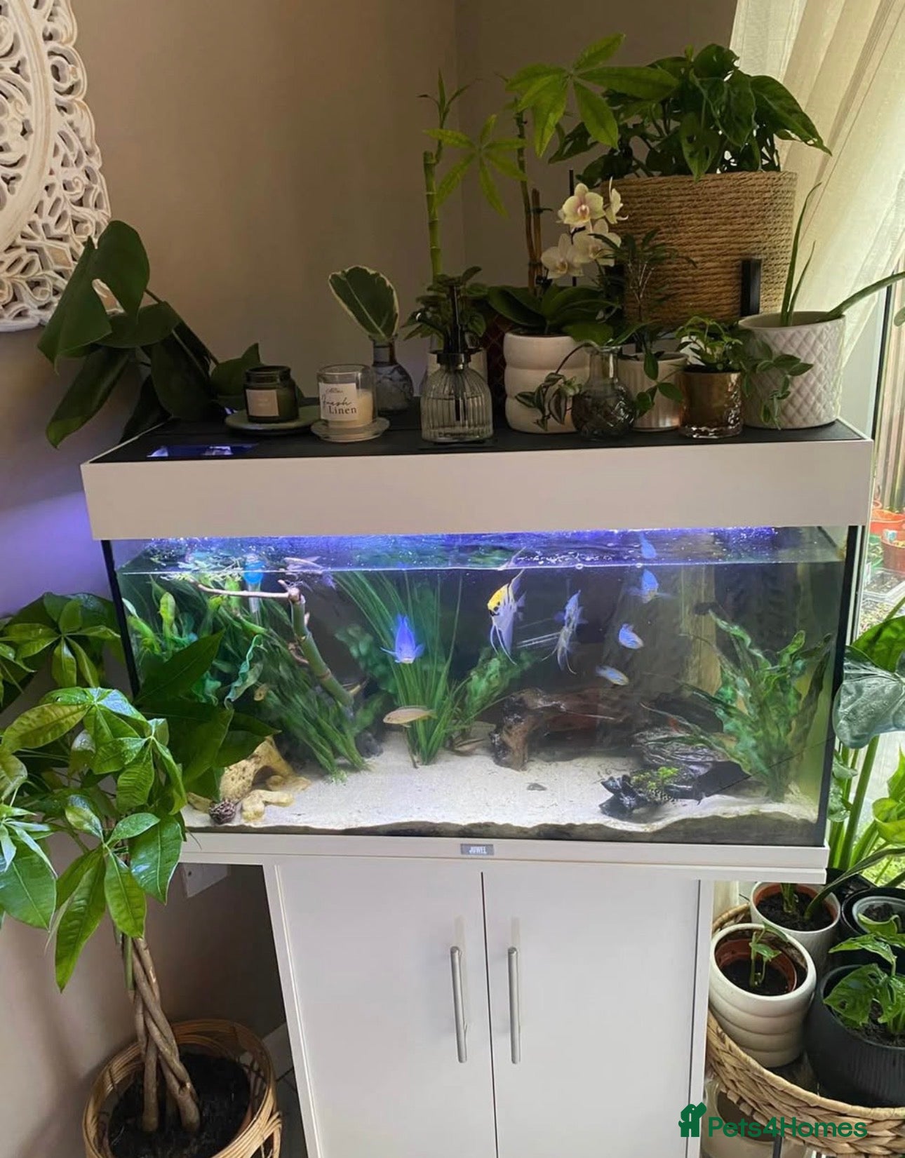 Cichlids fish FULL SETUP WITH FISH  - Advert 5