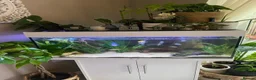 Cichlids fish for sale: FULL SETUP WITH FISH  - Advert 1