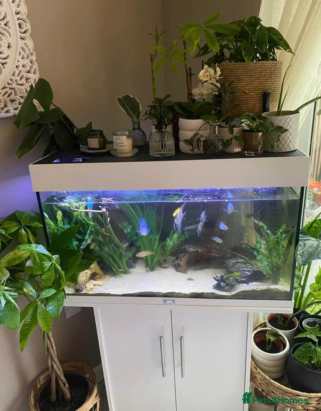 Cichlids fish for sale: FULL SETUP WITH FISH  - Advert 1