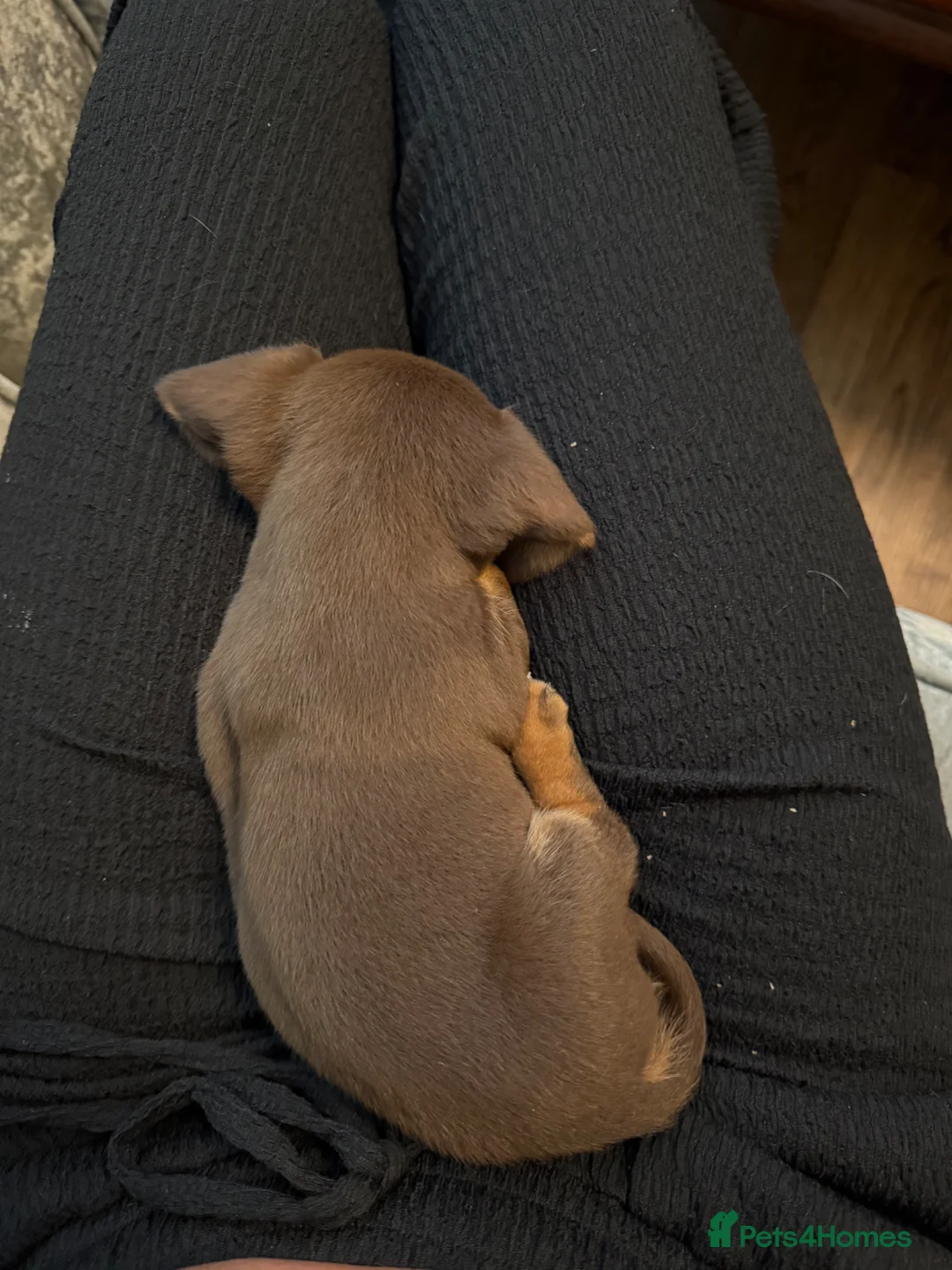 Chiweenie dogs for sale: Tiny dachshund cross chihuahua pups  - Advert 2