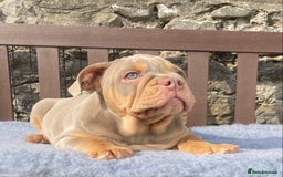 English Bulldog dogs for sale: Our last girl reduced KC reg English bulldog puppy - Image 7