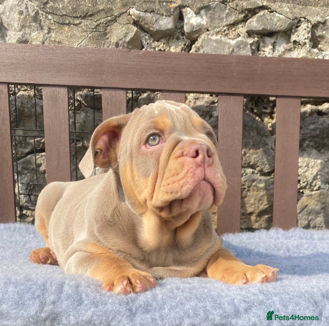 English Bulldog dogs for sale: Our last girl reduced KC reg English bulldog puppy - Image 7