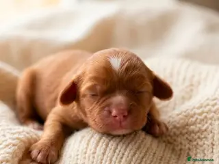 Cavalier King Charles Spaniel dogs Extensively Health Tested Cavalier King Charles - Advert 4