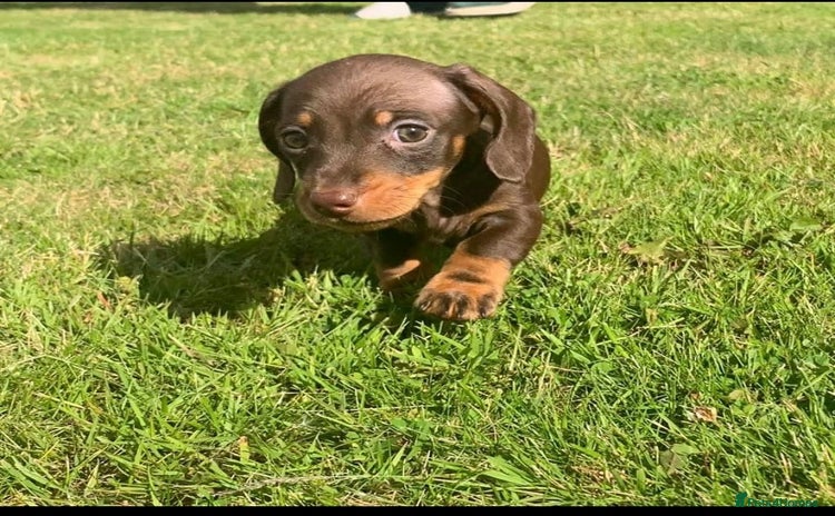 Miniature Dachshund dogs - Advert 13