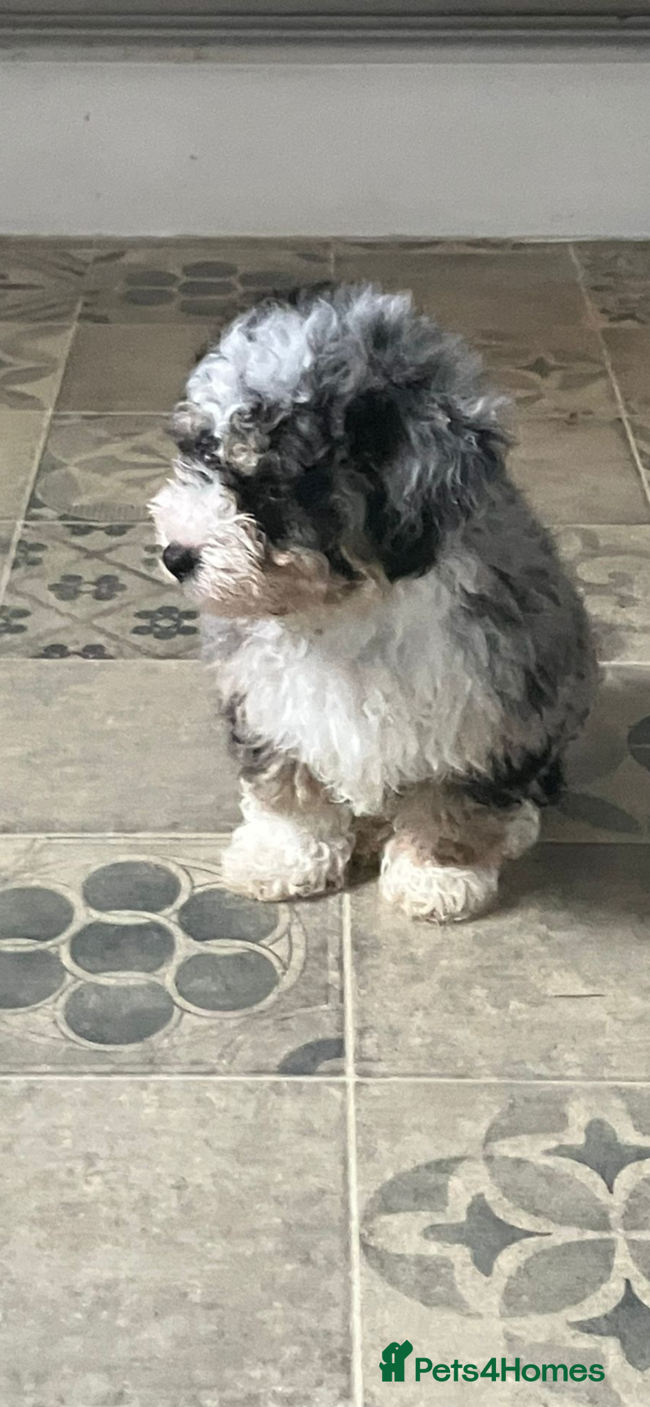 Maltipoo dogs 1 Merle boy left- Ready to leave   - Advert 16