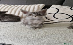 Maine Coon cats for sale: Beautiful GCCF Mainecoon kittens  - Image 11