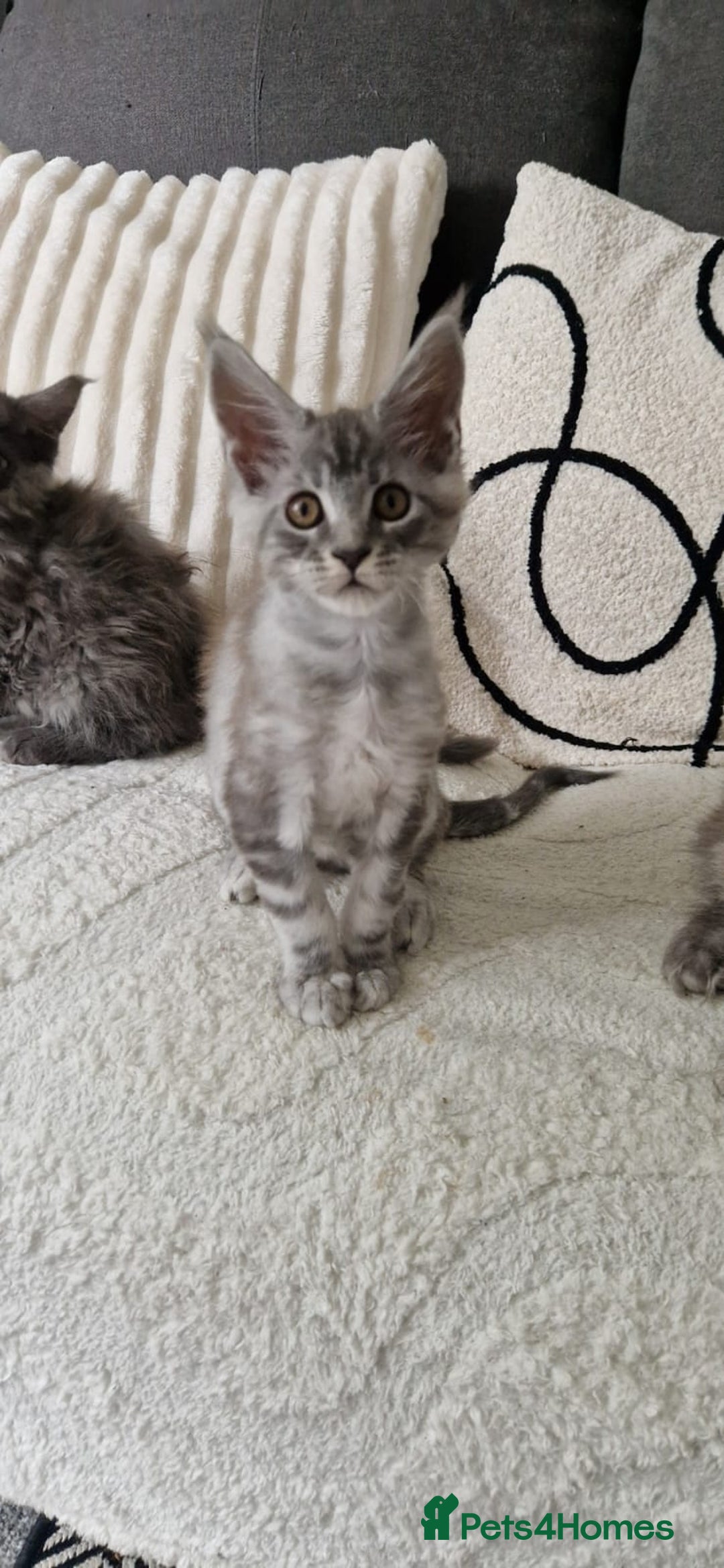 Maine Coon cats for sale: Beautiful GCCF Mainecoon kittens  - Image 11