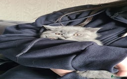 British Shorthair cats for sale: BSH GCCf kittens 1 male 1 female - Image 1