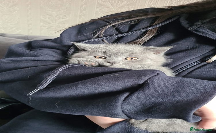 British Shorthair cats - Advert 4